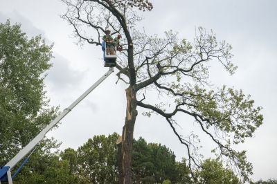 Dead Tree Removal