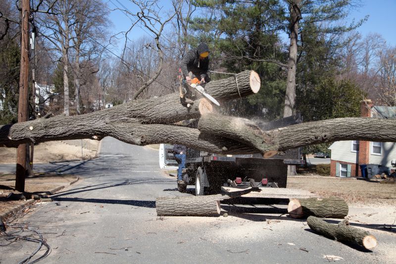 Small Tree Removal detail